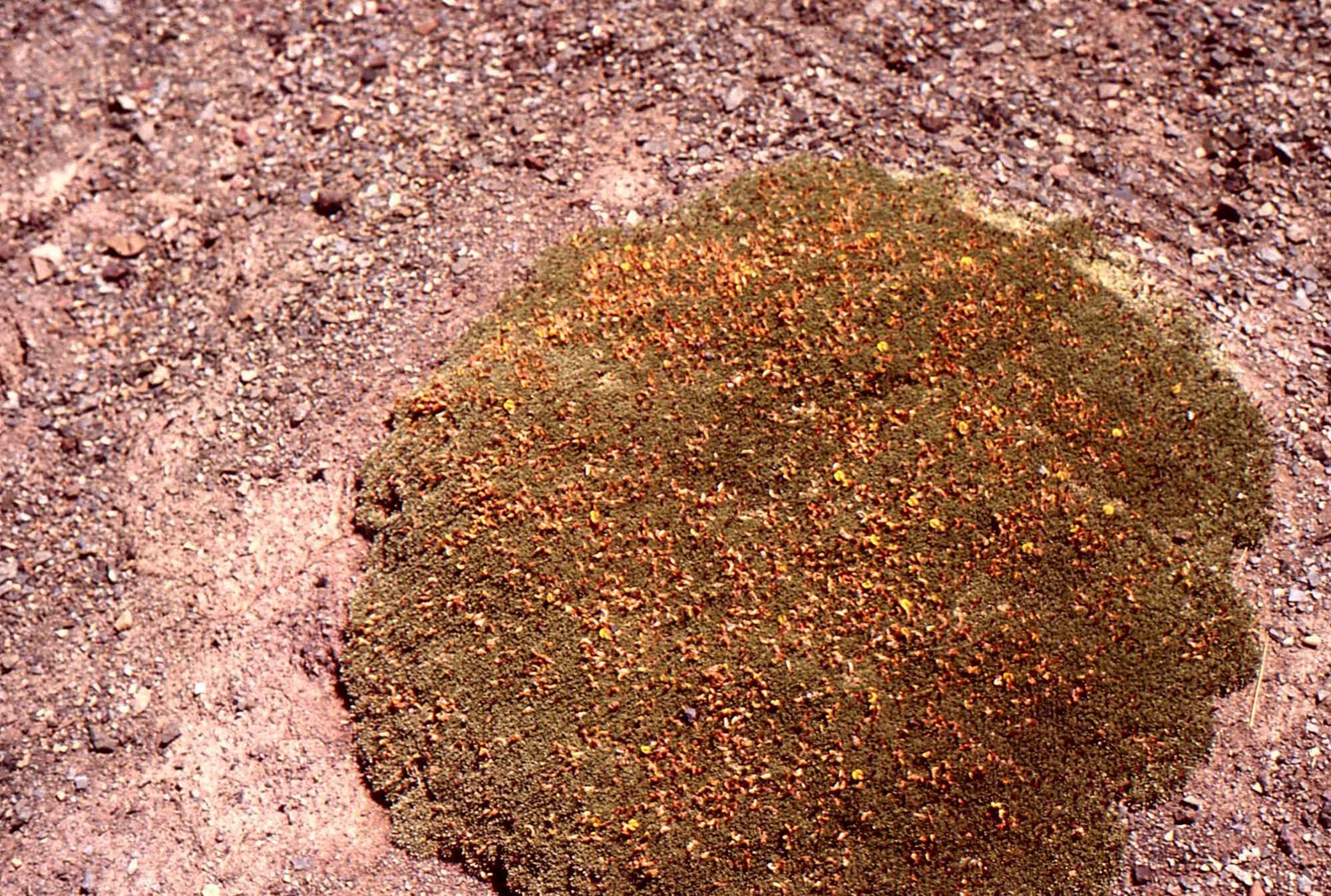 Photo Yareta