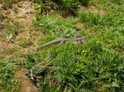 Foto Lagarto Overo