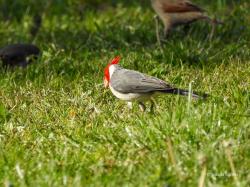 Photo Cardenal Común