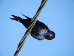 Foto Golondrina Negra