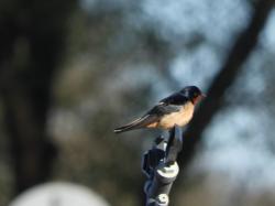 Photo Golondrina Tijerita