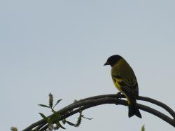 Foto Cabecitanegra Común