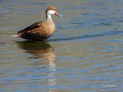 Photo Pato Gargantilla