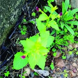 Mediterranean Figwort (Scrophularia peregrina)