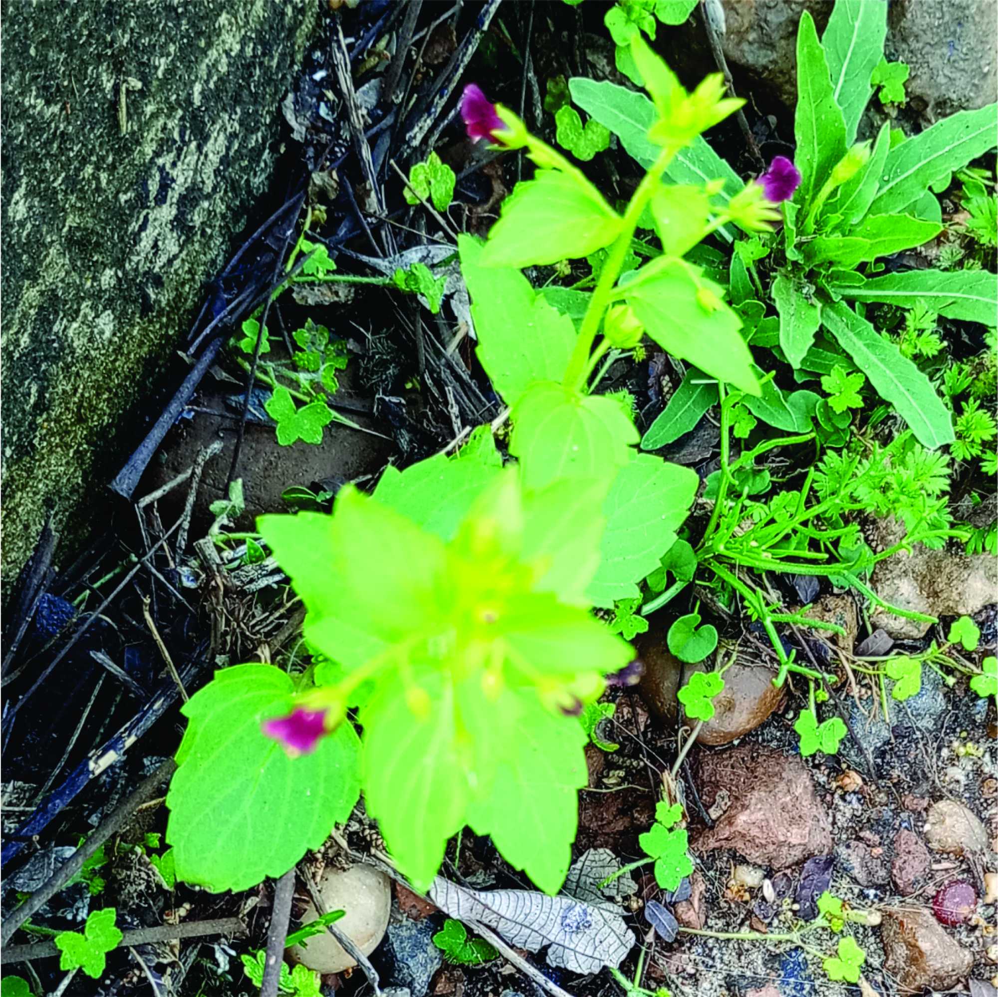 Scrophularia&nbsp;peregrina