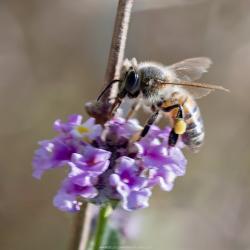 Foto Abeja Europea