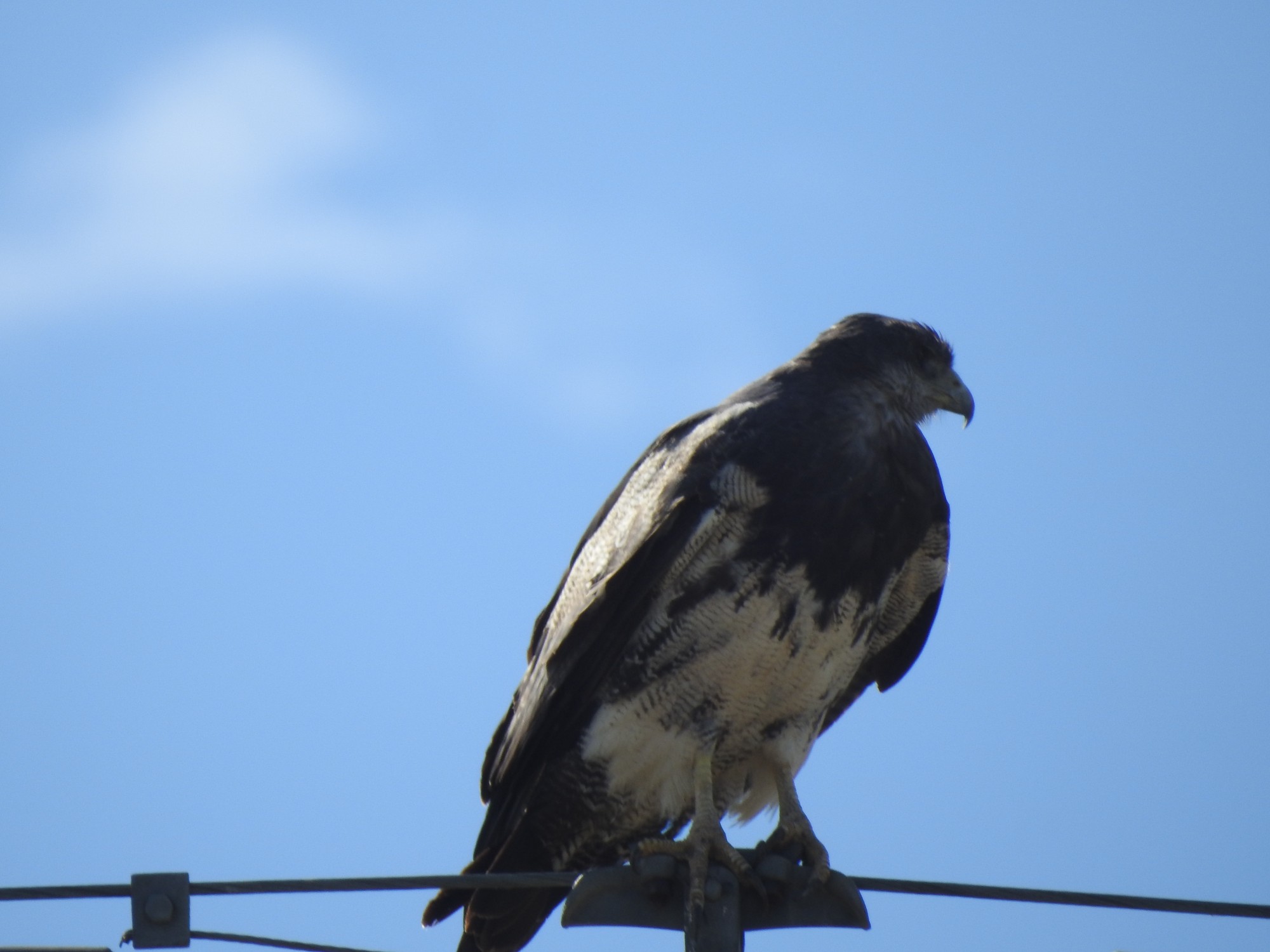 Foto Águila Mora