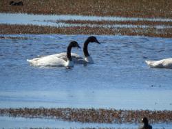 Photo Cisne Cuello Negro