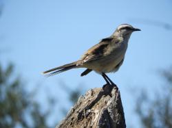 Foto Calandria Grande