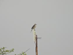 Photo Calandria Grande