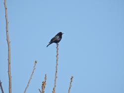 Foto Tordo Renegrido