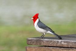 Photo Cardenal Común