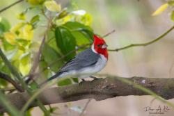 Foto Cardenal Común