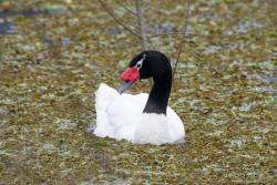 Foto Cisne Cuello Negro