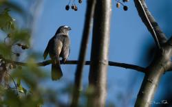 Foto Pepitero Gris