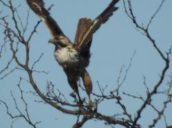 Foto Aguilucho Común