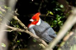 Foto Cardenal Común