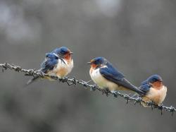 Photo Golondrina Tijerita