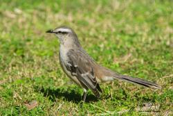 Foto Calandria Grande