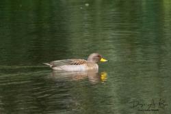 Photo Pato Barcino