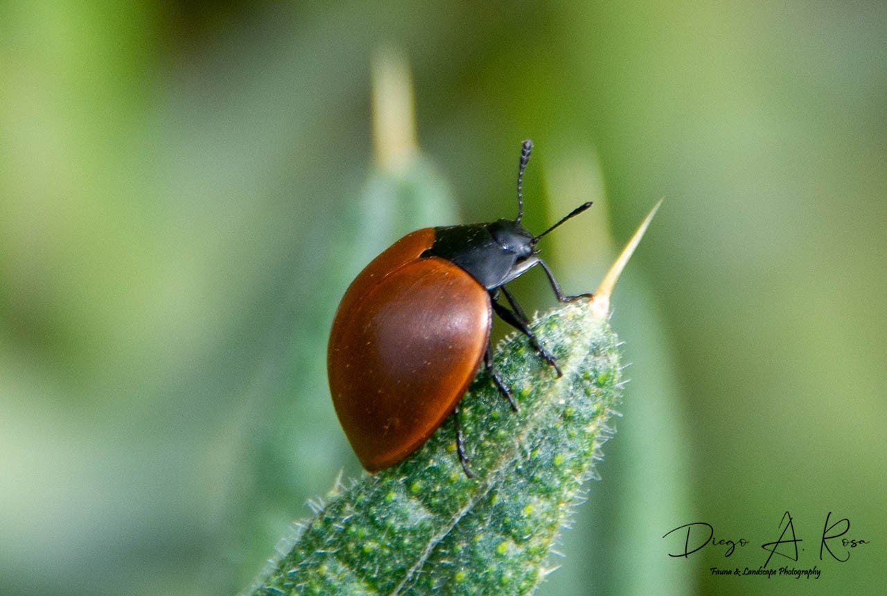 Aegithus&nbsp;clavicornis
