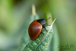  (Aegithus clavicornis)