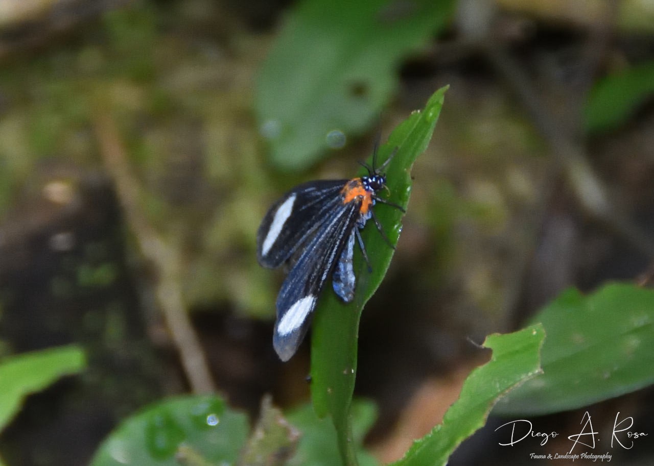 Hyalurga&nbsp;syma