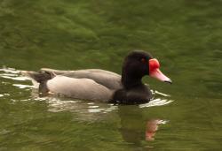 Foto Pato Picazo