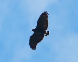 Foto Águila Solitaria