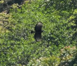 Foto Águila Poma