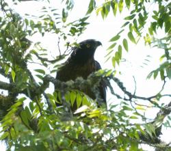 Foto Águila Poma