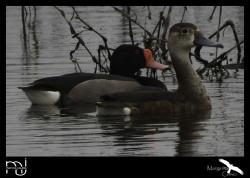 Photo Pato Picazo