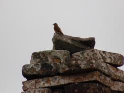 Foto Birro Común