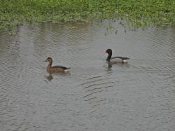 Photo Pato Picazo
