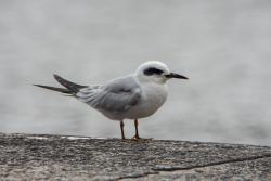 Photo Gaviotín Lagunero