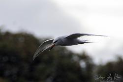 Photo Gaviotín Lagunero