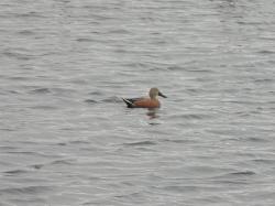 Foto Pato Cuchara