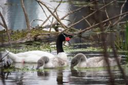 Foto Cisne Cuello Negro