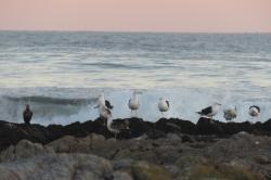 Foto Gaviota Cocinera
