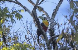 Foto Tucán Pico Verde