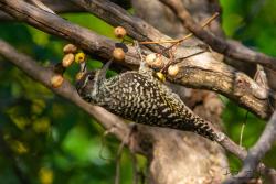 Photo Carpintero Bataraz Chico