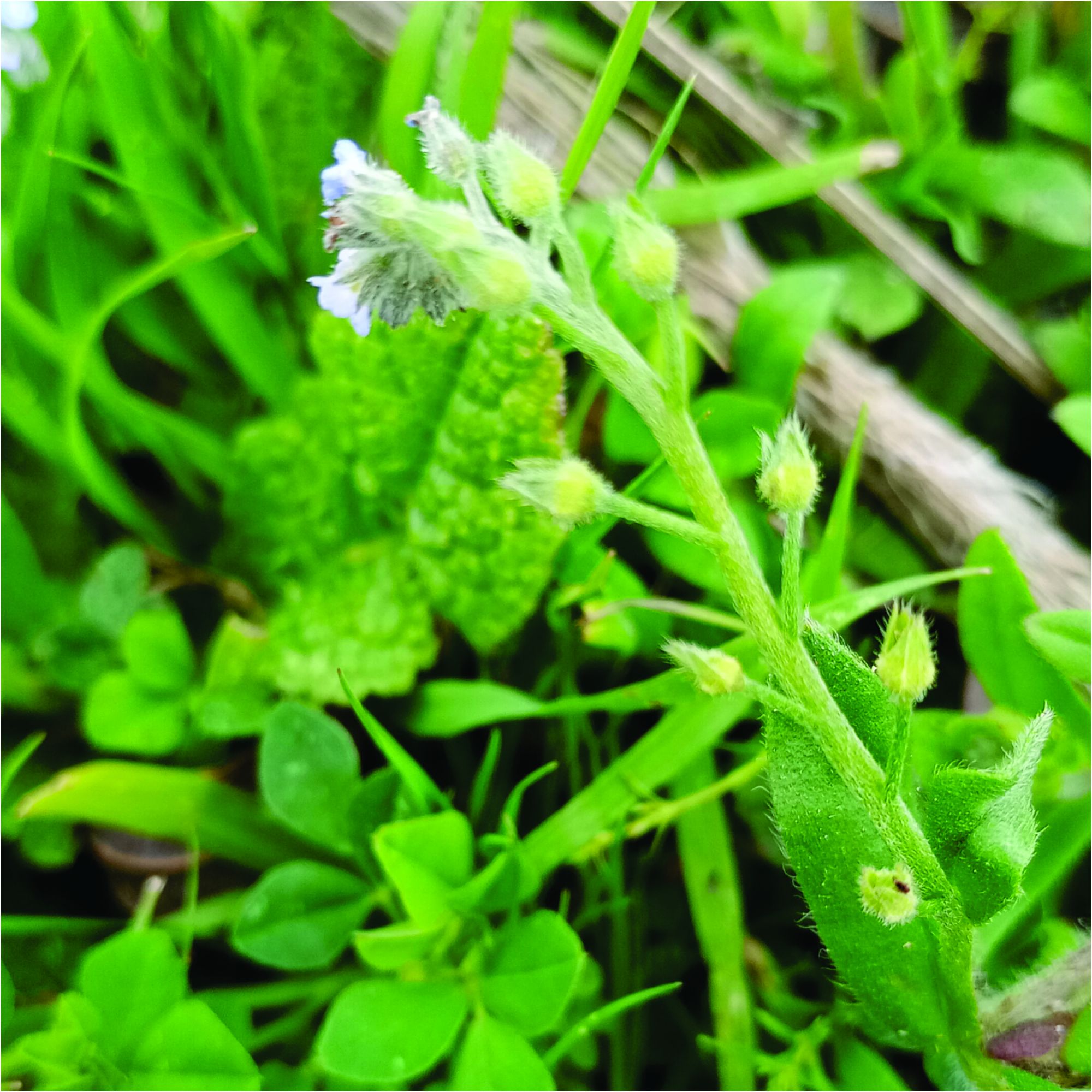 Myosotis&nbsp;arvensis