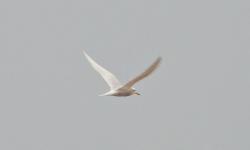 Foto Gaviotín Lagunero