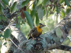 Photo Carpintero Campestre