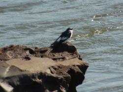 Foto Golondrina Ala Blanca
