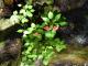 Impatiens walleriana
