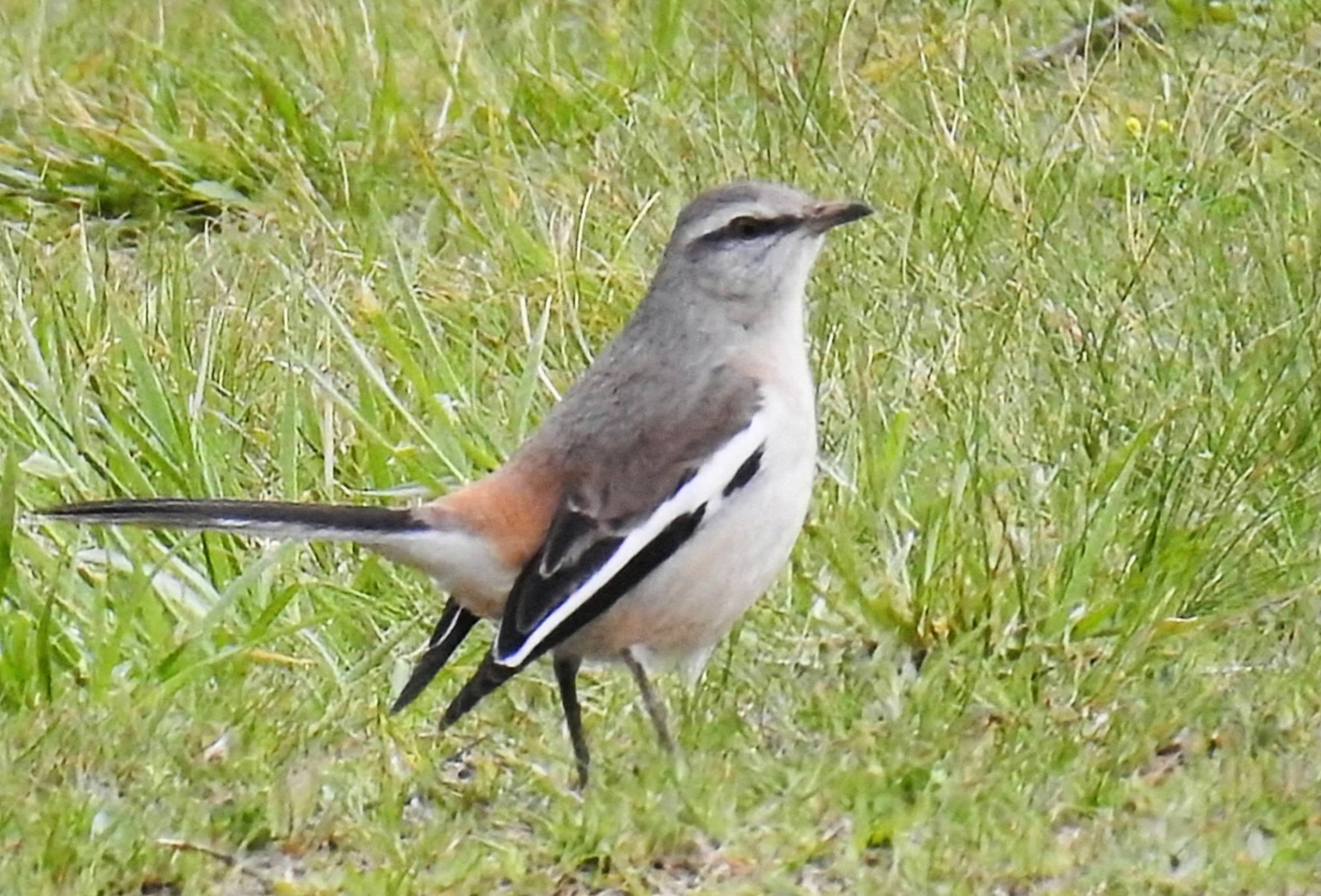 Foto Calandria Real