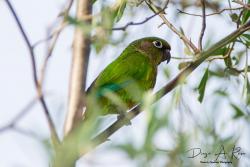 Foto Chiripepé Cabeza Verde