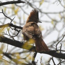 Foto Cacholote Castaño