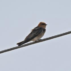 Foto Golondrina Cabeza Rojiza